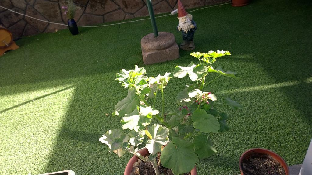 سانتياغو Bed & Breakfast Blumen Haus المظهر الخارجي الصورة