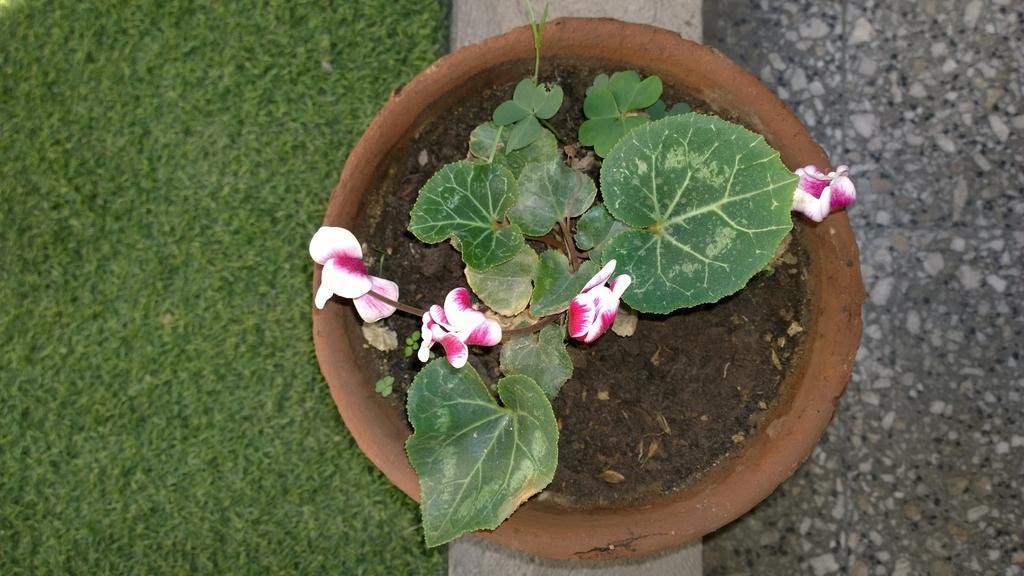 سانتياغو Bed & Breakfast Blumen Haus المظهر الخارجي الصورة